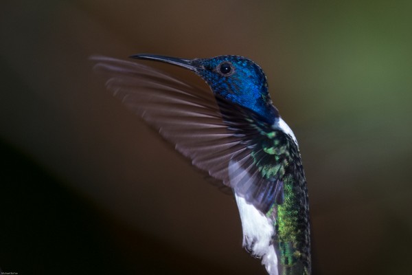 White-necked Jacobin, Trinidad, Trinidad & Tobago, Trinidad Birding Tour, Trinidad Birding & Nature, Naturalist Journeys, Caligo Ventures, Tobago Birding, Tobago Birding & nature