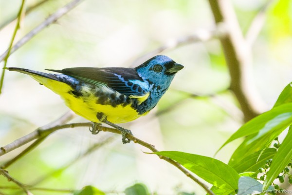 Turquoise Tanager, Trinidad, Trinidad & Tobago, Trinidad Birding Tour, Trinidad Birding & Nature, Naturalist Journeys, Caligo Ventures, Tobago Birding, Tobago Birding & nature