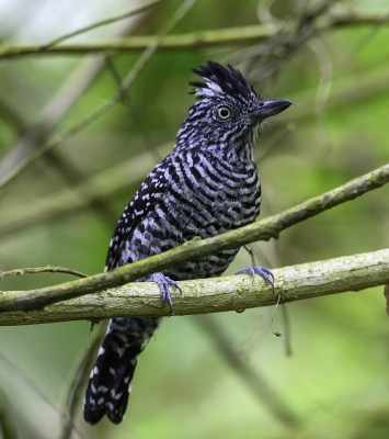 Barred Antshrike, Trinidad, Trinidad & Tobago, Trinidad Birding Tour, Trinidad Birding & Nature, Naturalist Journeys, Caligo Ventures, Tobago Birding, Tobago Birding & nature