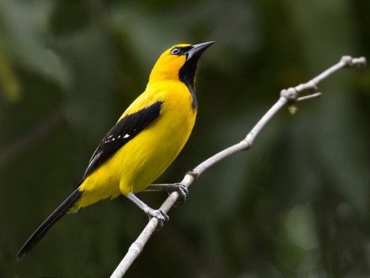 Yellow Oriole, Trinidad, Trinidad & Tobago, Trinidad Birding Tour, Trinidad Birding & Nature, Naturalist Journeys, Caligo Ventures, Tobago Birding, Tobago Birding & nature