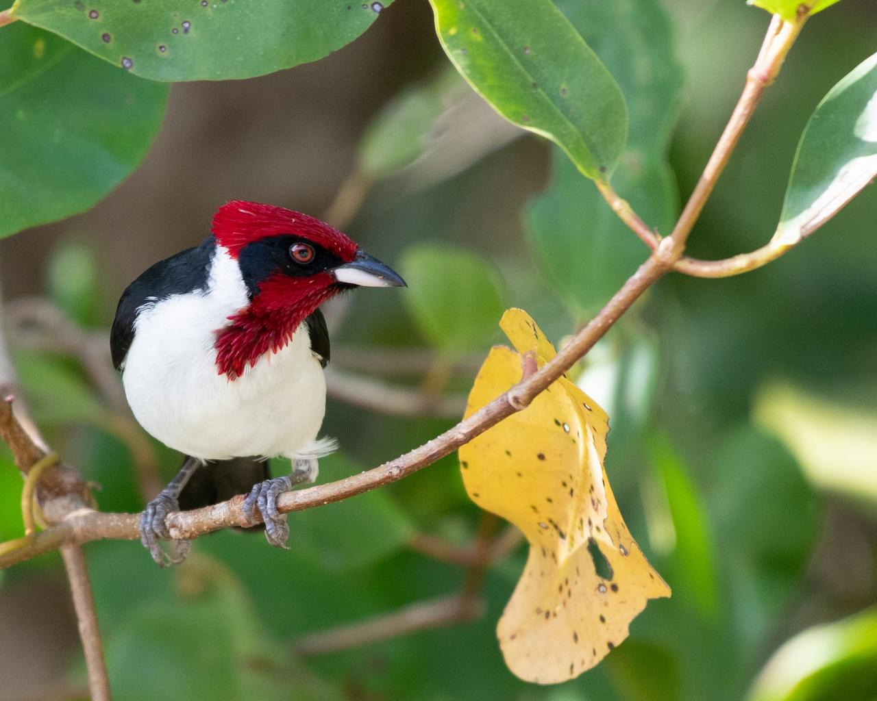 Masked Cardinal,  Trinidad, Trinidad & Tobago, Trinidad Birding Tour, Trinidad Birding & Nature, Naturalist Journeys, Caligo Ventures, Tobago Birding, Tobago Birding & nature