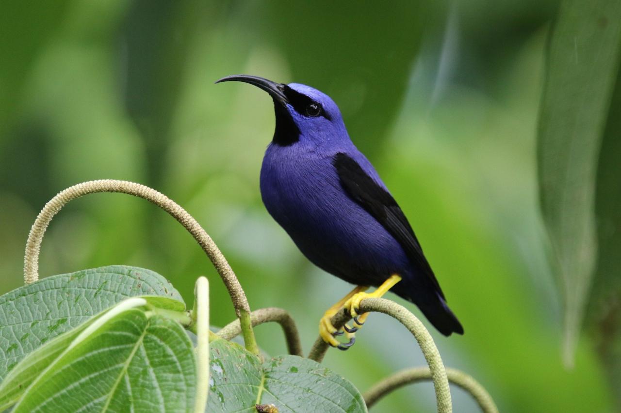 Purple Honeycreeper, Trinidad, Trinidad & Tobago, Trinidad Birding Tour, Trinidad Birding & Nature, Naturalist Journeys, Caligo Ventures, Tobago Birding, Tobago Birding & nature