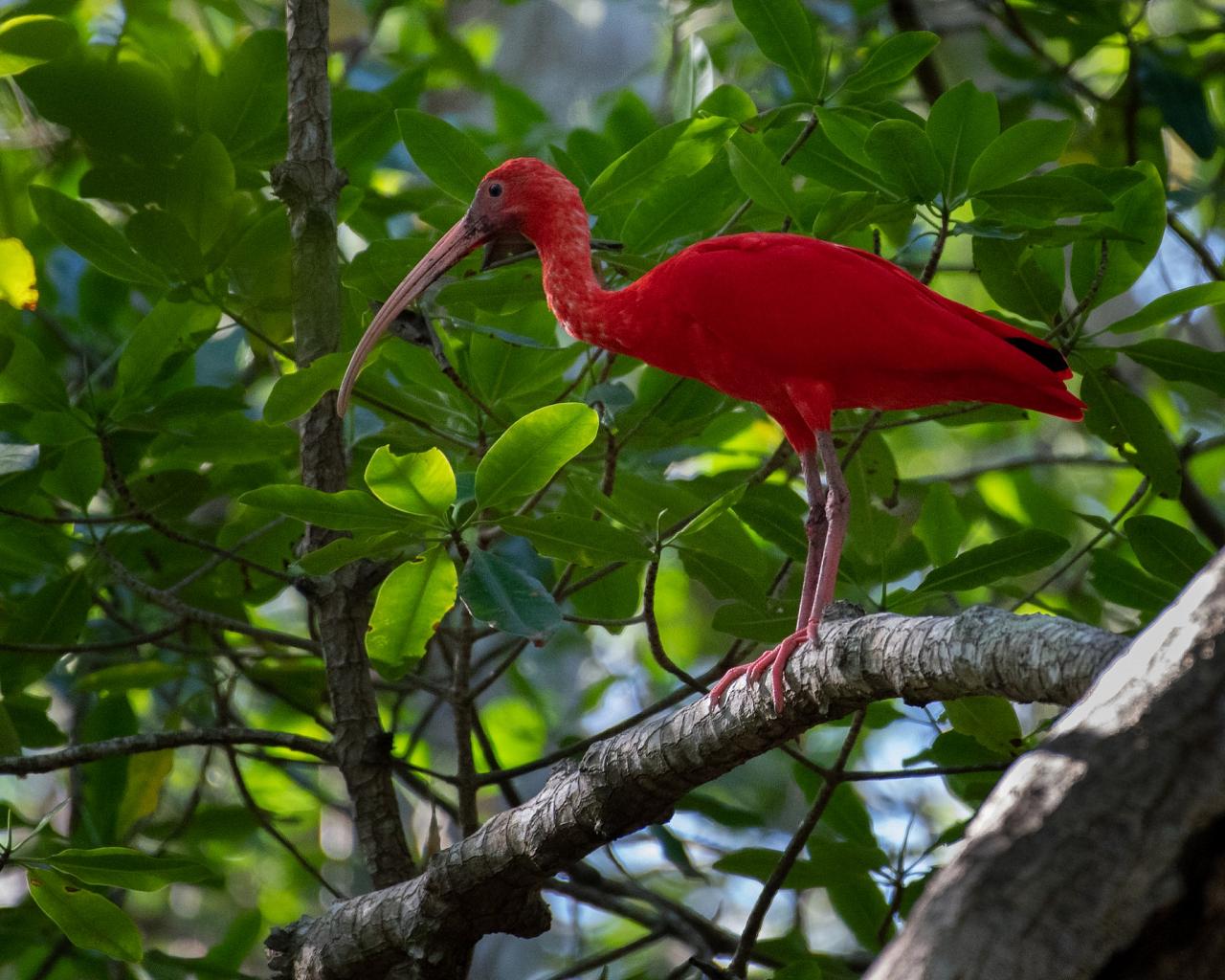 Scarlet Ibis,  Trinidad, Trinidad & Tobago, Trinidad Birding Tour, Trinidad Birding & Nature, Naturalist Journeys, Caligo Ventures, Tobago Birding, Tobago Birding & nature
