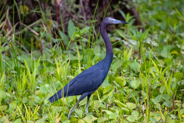 Blue Heron, Louisiana Birding Tour, Louisiana Birding, Louisiana Rail tours, Louisiana Birding Festival, Naturalist Journeys, Louisiana Nature