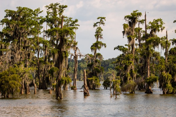 Louisiana Swamp, Louisiana Birding Tour, Louisiana Birding, Louisiana Rail tours, Louisiana Birding Festival, Naturalist Journeys, Louisiana Nature