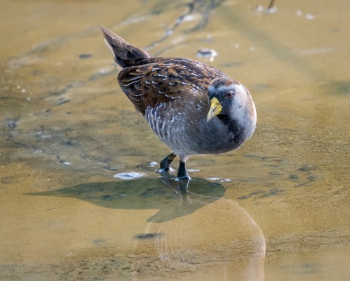 Sora, Louisiana Birding Tour, Louisiana Birding, Louisiana Rail tours, Louisiana Birding Festival, Naturalist Journeys, Louisiana Nature