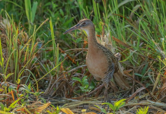 King Rail, Louisiana Birding Tour, Louisiana Birding, Louisiana Rail tours, Louisiana Birding Festival, Naturalist Journeys, Louisiana Nature