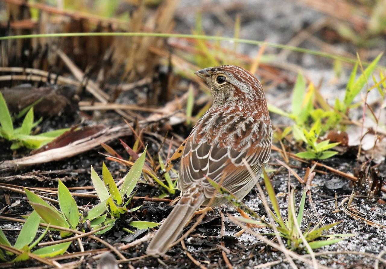 Bachman's Sparrow, Louisiana Birding Tour, Louisiana Birding, Louisiana Rail tours, Louisiana Birding Festival, Naturalist Journeys, Louisiana Nature