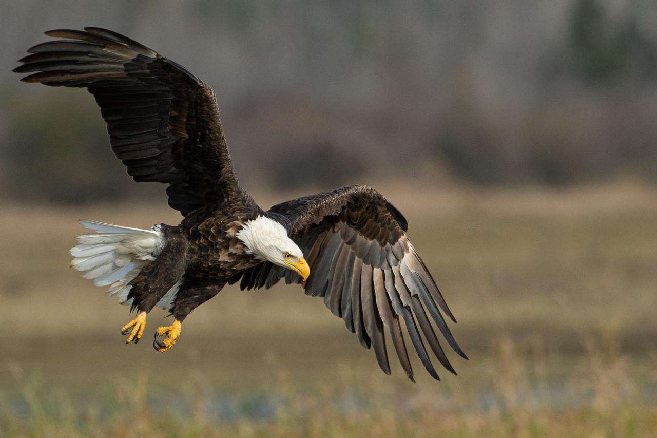 Bald Eagle, Louisiana Birding Tour, Louisiana Birding, Louisiana Rail tours, Louisiana Birding Festival, Naturalist Journeys, Louisiana Nature