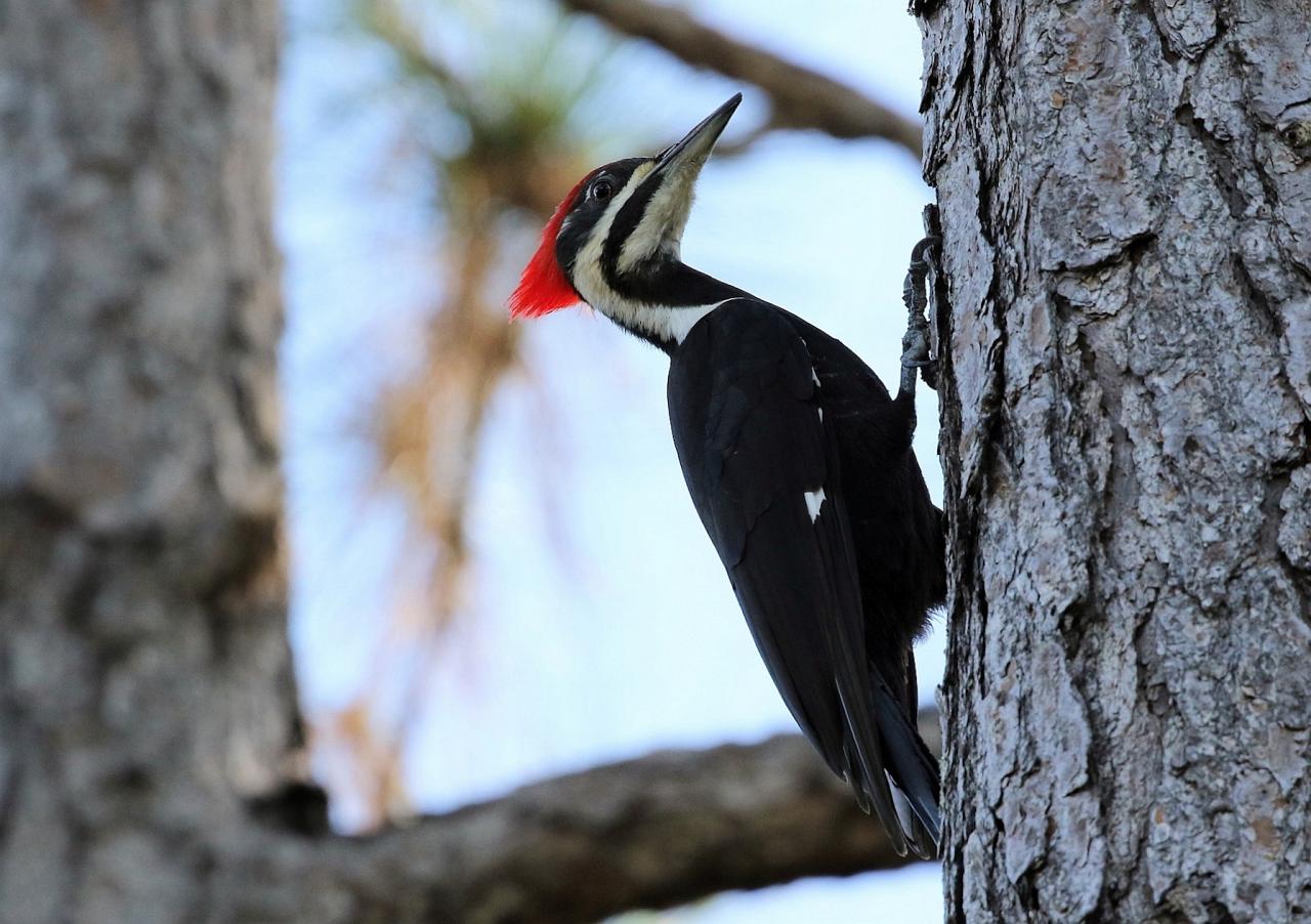 Pileated Woodpecker, Louisiana Birding Tour, Louisiana Birding, Louisiana Rail tours, Louisiana Birding Festival, Naturalist Journeys, Louisiana Nature