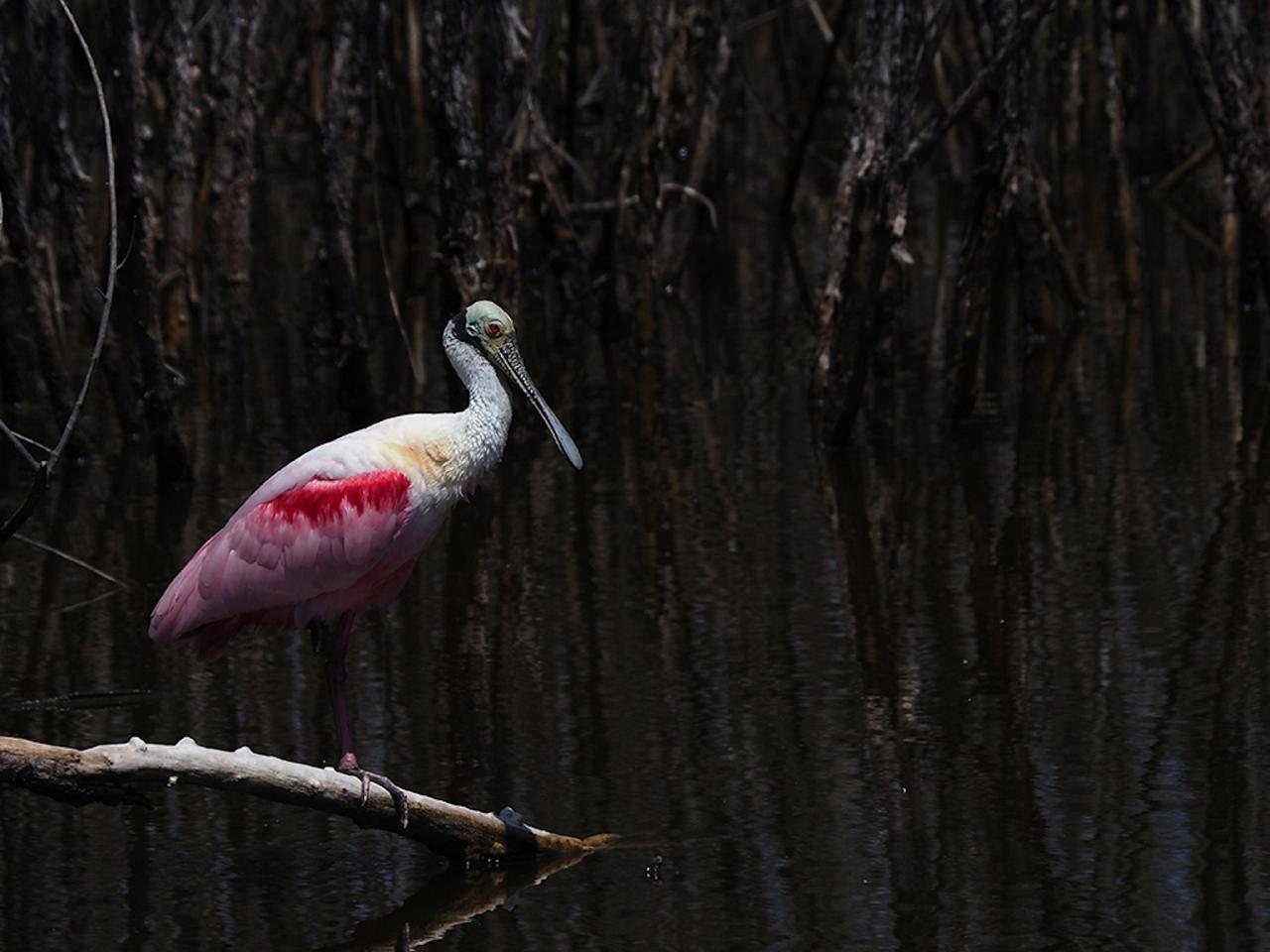 Roseate Spoonbill, Louisiana Birding Tour, Louisiana Birding, Louisiana Rail tours, Louisiana Birding Festival, Naturalist Journeys, Louisiana Nature