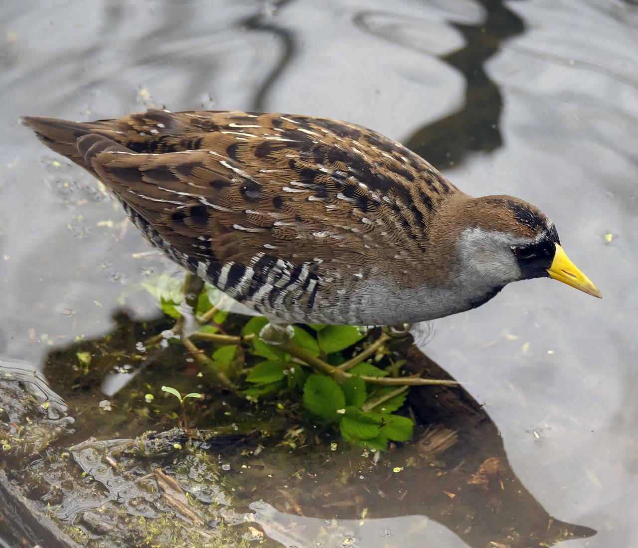 Sora, Louisiana Birding Tour, Louisiana Birding, Louisiana Rail tours, Louisiana Birding Festival, Naturalist Journeys, Louisiana Nature