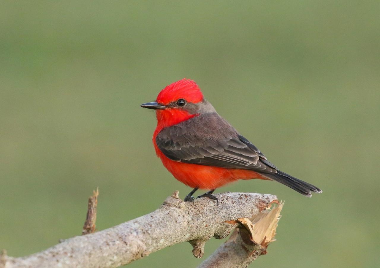 Vermilion Flycatcher, Louisiana Birding Tour, Louisiana Birding, Louisiana Rail tours, Louisiana Birding Festival, Naturalist Journeys, Louisiana Nature