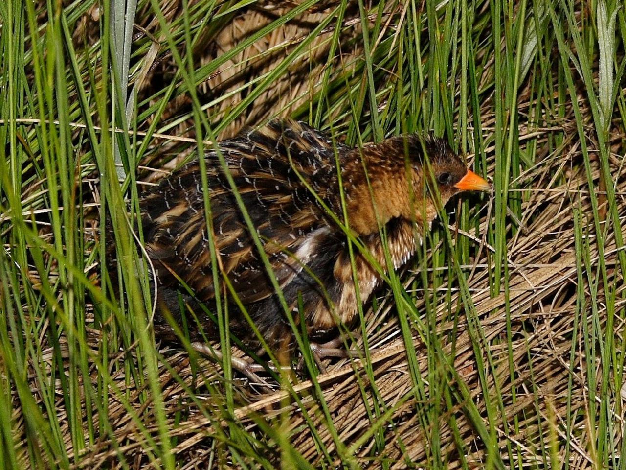 Yellow Rail, Louisiana Birding Tour, Louisiana Birding, Louisiana Rail tours, Louisiana Birding Festival, Naturalist Journeys, Louisiana Nature