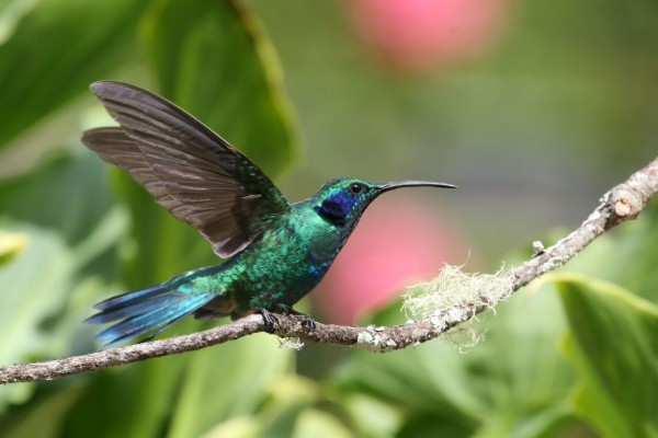 Green Violetear, Costa Rica, Costa Rica Nature Tour, Costa Rica Birding Tour, Naturalist Journeys