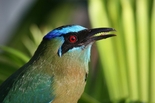 Blue-crowned Motmot, Costa Rica, Costa Rica Nature Tour, Costa Rica Birding Tour, Naturalist Journeys