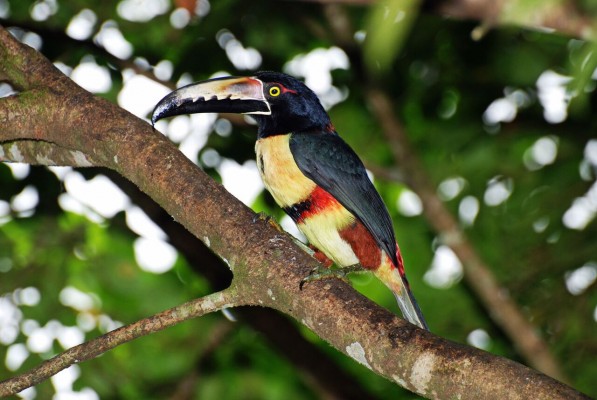 Collared Aracari, Costa Rica, Costa Rica Nature Tour, Costa Rica Birding Tour, Naturalist Journeys