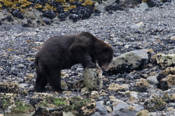 Grizzly Bear,  Alaska, Alaska Cruise, Naturalist Journeys 