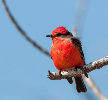 Vermilion Flycatcher, South Texas, South Texas Nature Tour, South Texas Birding Tour, Naturalist Journeys