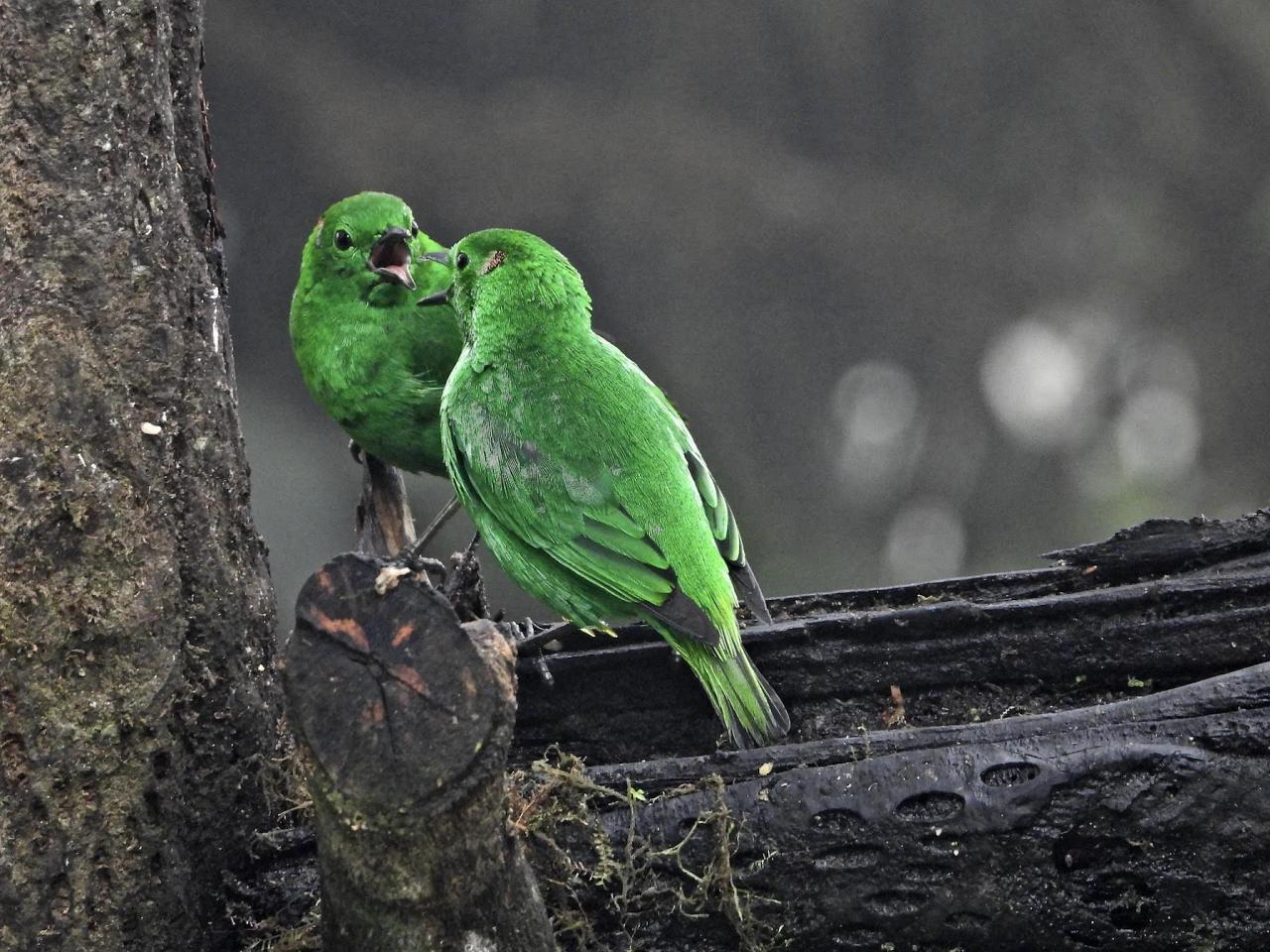 Glistening-green Tanager, Ecuador, Ecuador Birding Tour, Ecuador Nature Tour, Cuenca, Quito, Naturalist Journeys