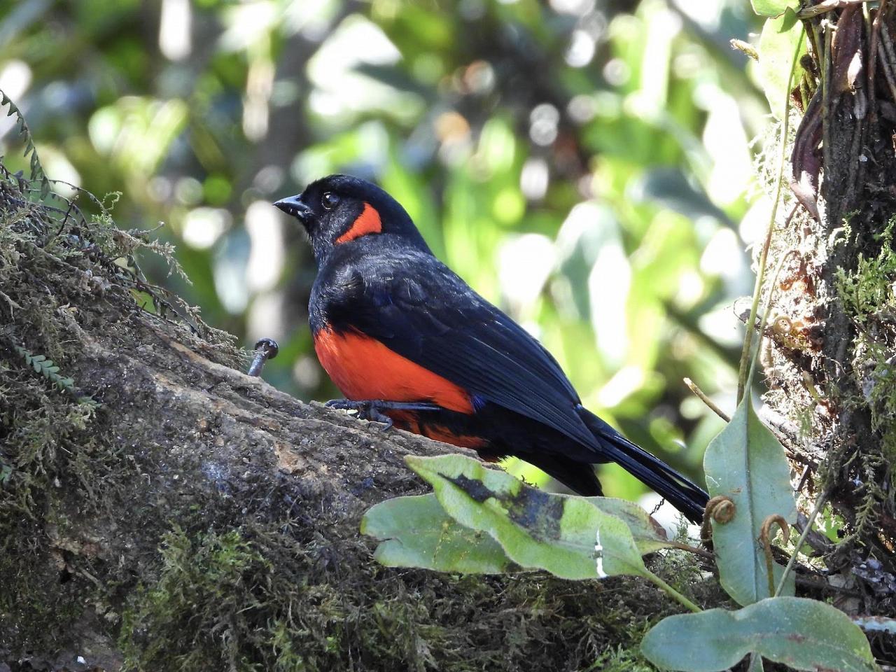 Scarlet-bellied Mountain Tanager, Ecuador, Ecuador Birding Tour, Ecuador Nature Tour, Cuenca, Quito, Naturalist Journeys