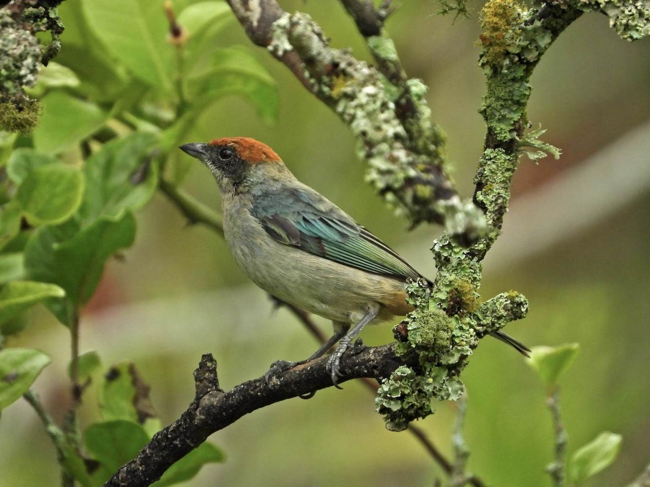 Scrub Tanager, Ecuador, Ecuador Birding Tour, Ecuador Nature Tour, Cuenca, Quito, Naturalist Journeys
