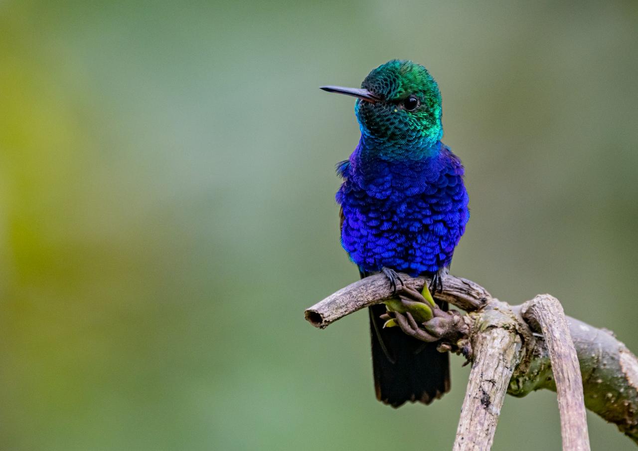 Violet-bellied Hummingbird, Ecuador, Ecuador Birding Tour, Ecuador Nature Tour, Cuenca, Quito, Naturalist Journeys