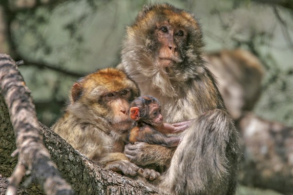 Barbary Macaque, Morocco, Morocco Birding Tour, Morocco Nature Tour, Morocco Wildlife Tour, Naturalist Journeys