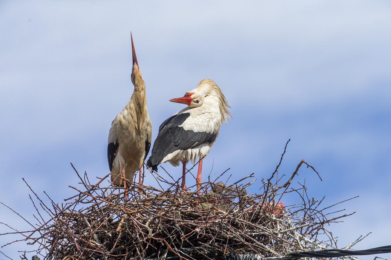 White Storks, Morocco, Morocco Birding Tour, Morocco Nature Tour, Morocco Wildlife Tour, Naturalist Journeys