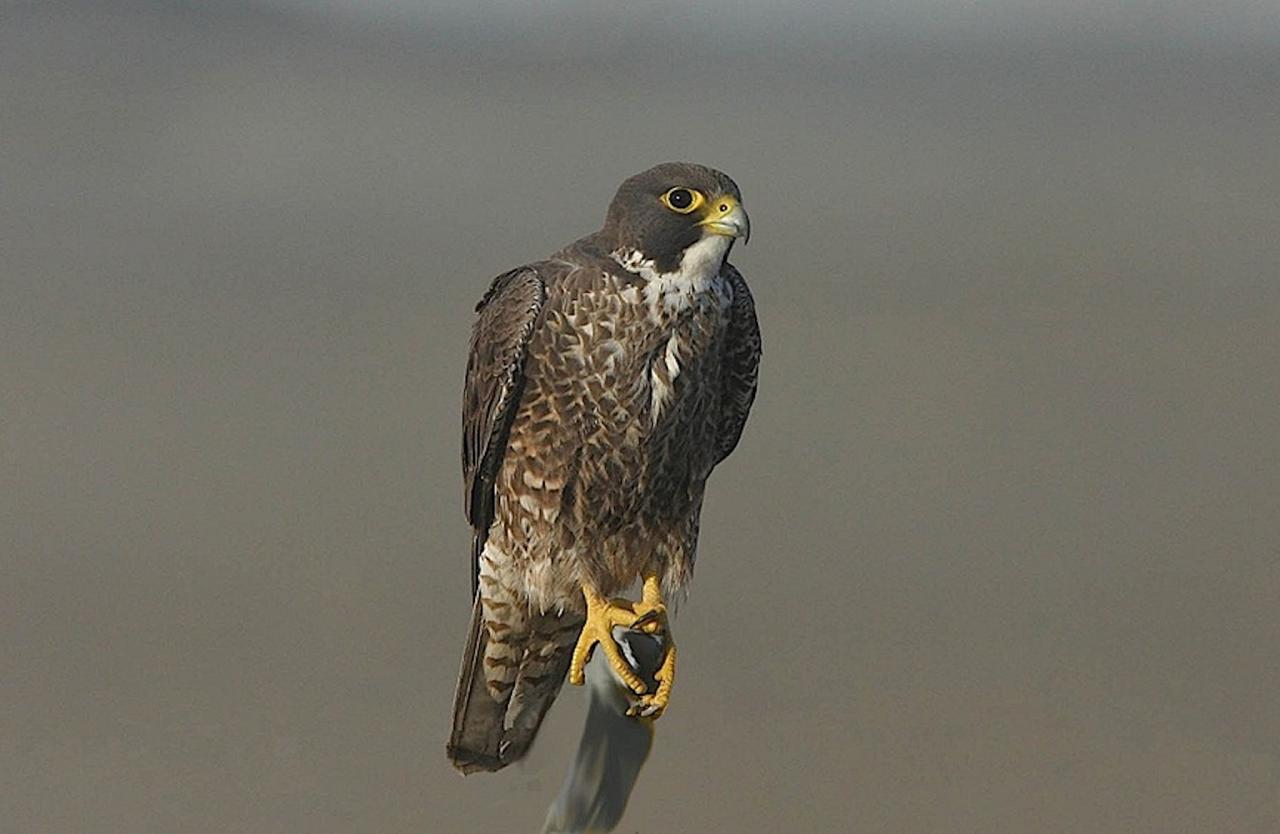 Peregrine Falcon, National Parks, Southwest National Parks, Utah, Naturalist Journeys, Utah Birding Tour
