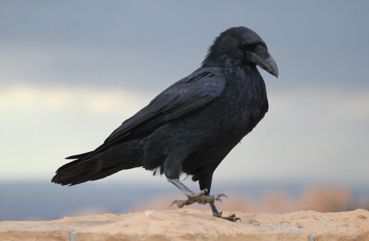 Raven, National Parks, Southwest National Parks, Utah, Naturalist Journeys, Utah Birding Tour