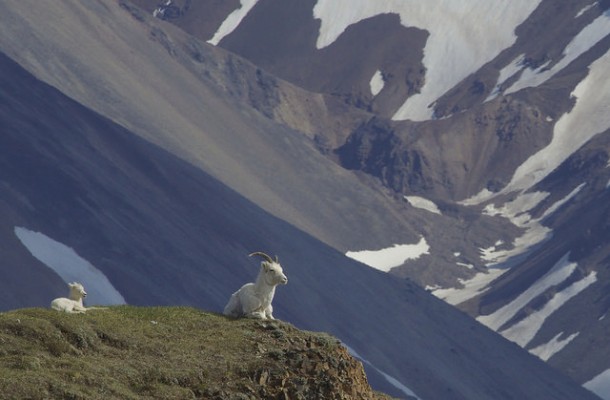 Dall Sheep, Alaska, Alaska Nature Tour, Alaska Birding Tour, Alaska Wildlife Tour, Naturalist Journeys