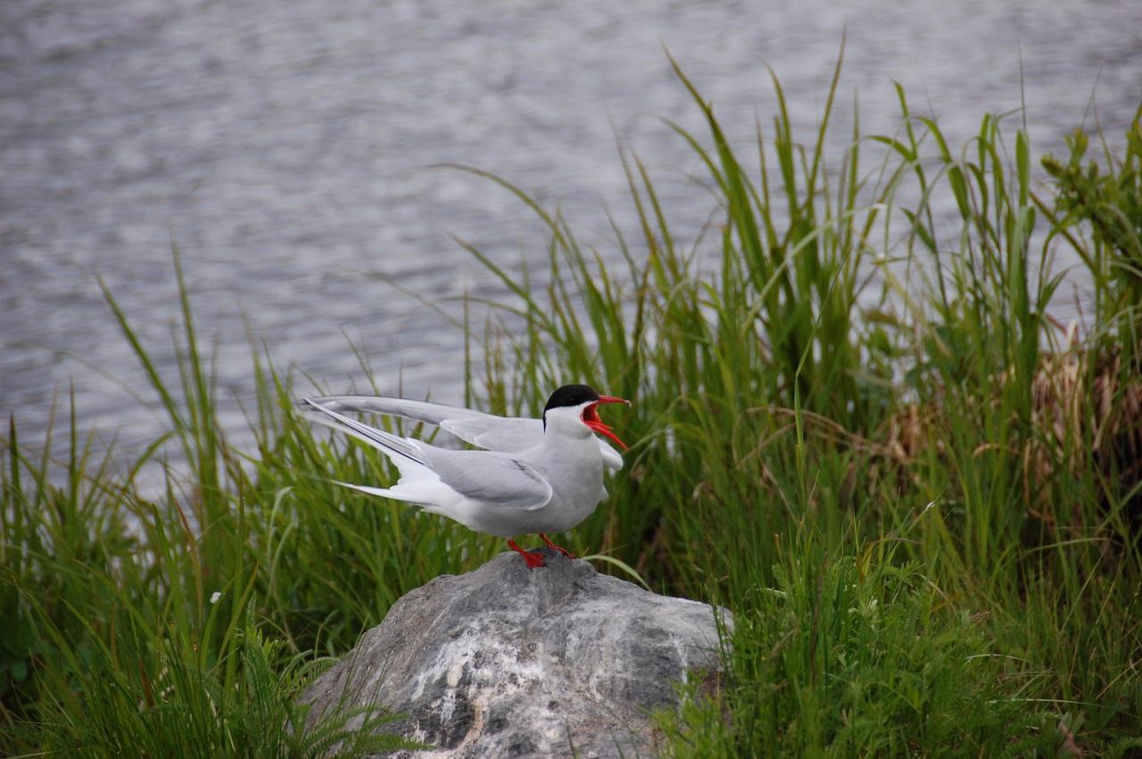 Arctic Tern, Alaska, Alaska Nature Tour, Alaska Birding Tour, Alaska Wildlife Tour, Naturalist Journeys