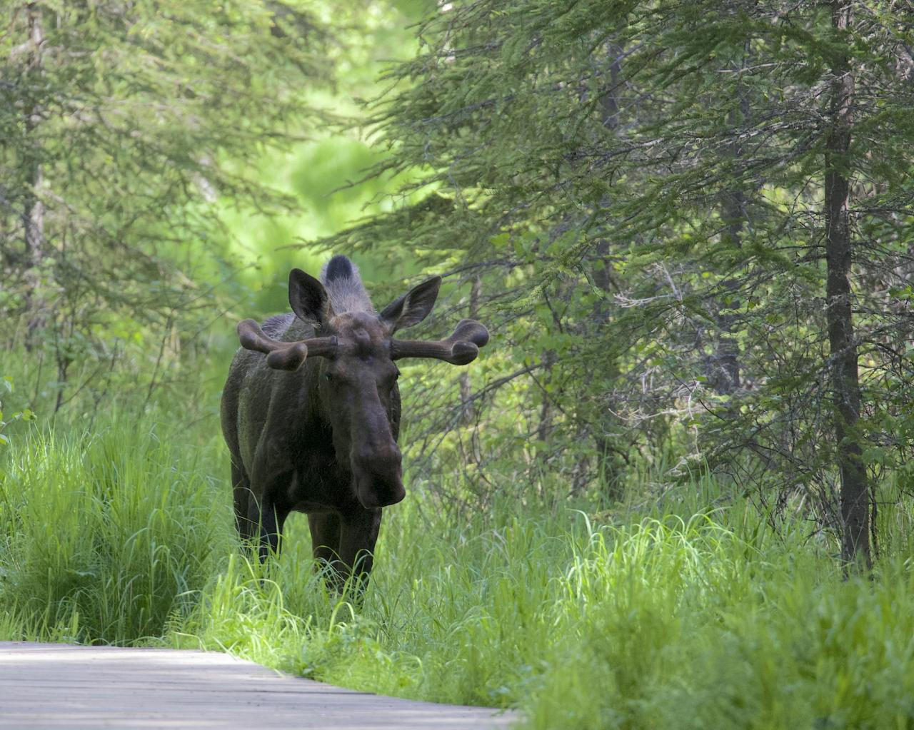 Bull Moose, Alaska, Alaska Nature Tour, Alaska Birding Tour, Alaska Wildlife Tour, Naturalist Journeys