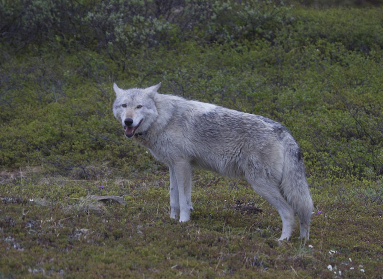 Gray Wolf, Alaska, Alaska Nature Tour, Alaska Birding Tour, Alaska Wildlife Tour, Naturalist Journeys