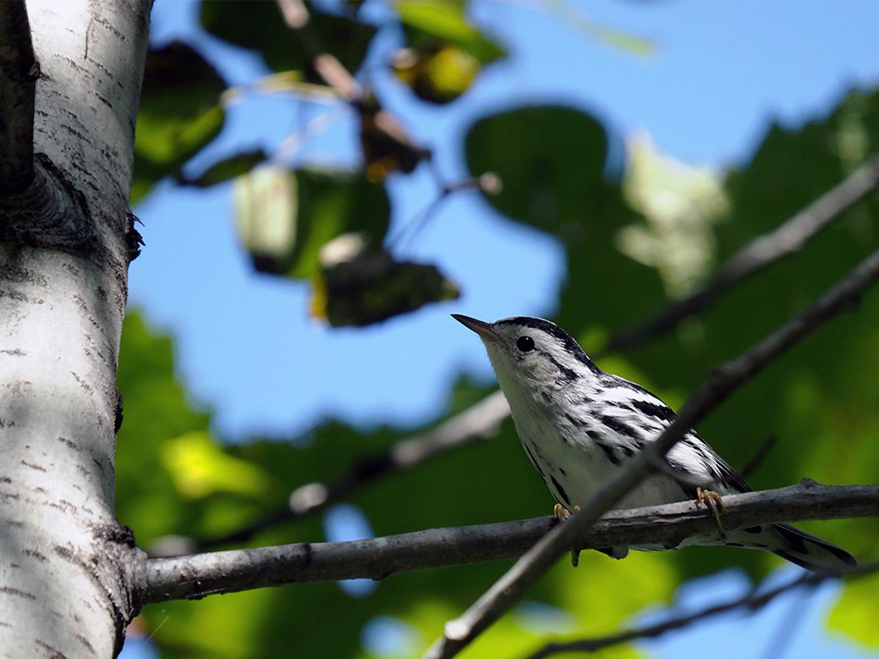 Black-and-white Warbler, New Hampshire, New Hampshire Nature Tour, New Hampshire Birding Tour, White Mountains, White Mountains Nature Tour, White Mountains Birding Tour, Mt. Washington, Naturalist Journeys