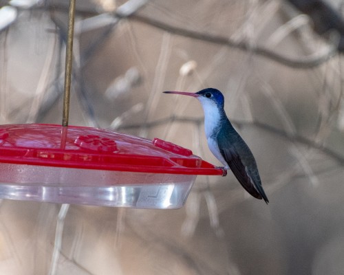 Violet-crowned Hummingbird, Paton Center for Hummingbirds, Arizona, Southeast Arizona, Arizona Birding Tour, Arizona Nature Tour, Naturalist Journeys