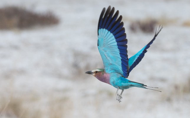 Lilac-breasted Roller, Namibia, Namibia Birding Tour, Namibia Nature Tour, Namibia Wildlife Safari, Naturalist Journeys