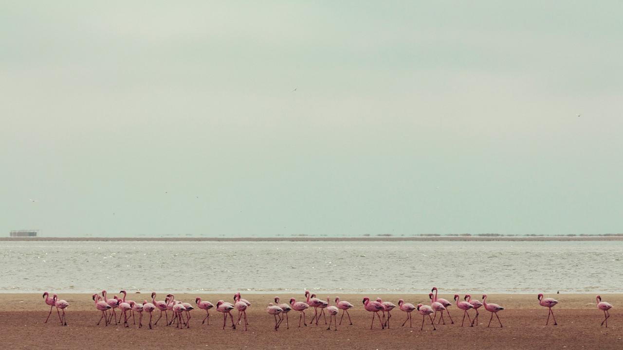 Flamingos, Namibia, Namibia Birding Tour, Namibia Nature Tour, Namibia Safari, Namibia Wildlife Safari, Naturalist Journeys