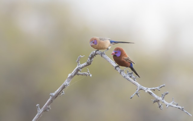 Violet-eared Waxbill, Namibia, Namibia Birding Tour, Namibia Nature Tour, Namibia Wildlife Safari, Naturalist Journeys