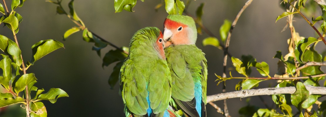 Rosy-faced Lovebirds, Namibia, Namibia Birding Tour, Namibia Nature Tour, Namibia Wildlife Safari, Naturalist Journeys