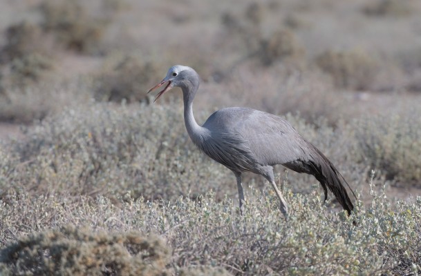 Blue Crane, Namibia, Namibia Nature Tour, Namibia Birding Tour, Namibia Wildlife Safari, Naturalist Journeys 
