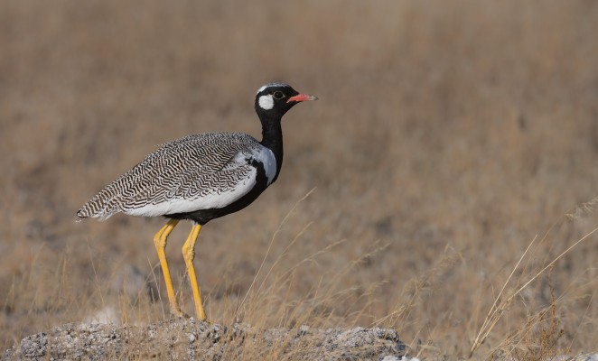 Northern Black Korhaan, Namibia, Namibia Birding Tour, Namibia Nature Tour, Namibia Wildlife Safari, Naturalist Journeys