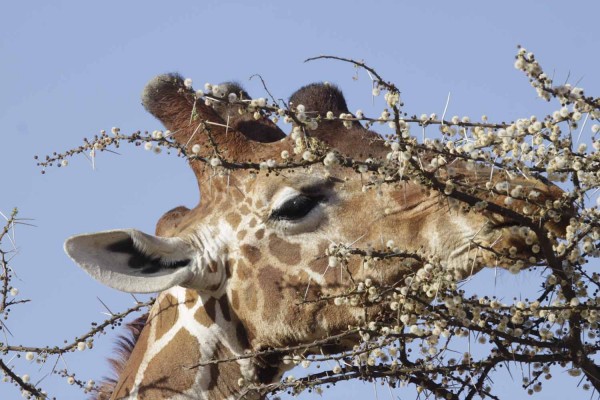 Giraffe, Okavango Delta, Botswana, African Safari, Botswana Safari, Naturalist Journeys 