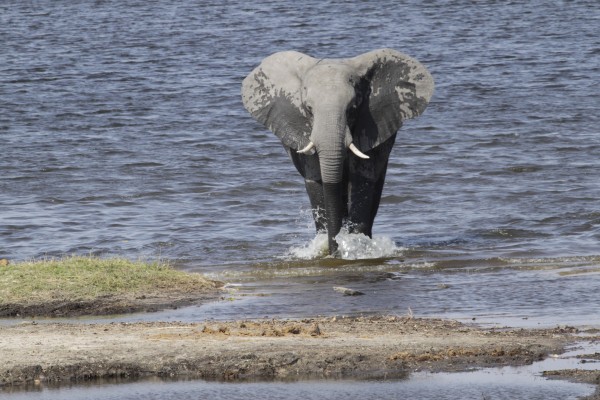 Elephant, Okavango Delta, Botswana, African Safari, Botswana Safari, Naturalist Journeys 