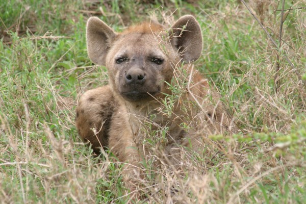 Hyena, Okavango Delta, Botswana, African Safari, Botswana Safari, Naturalist Journeys 