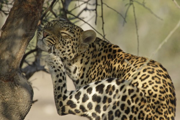 Leopard, Okavango Delta, Botswana, African Safari, Botswana Safari, Naturalist Journeys  