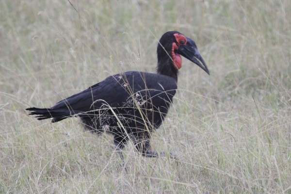Ground Hornbill, Okavango Delta, Botswana, African Safari, Botswana Safari, Naturalist Journeys 