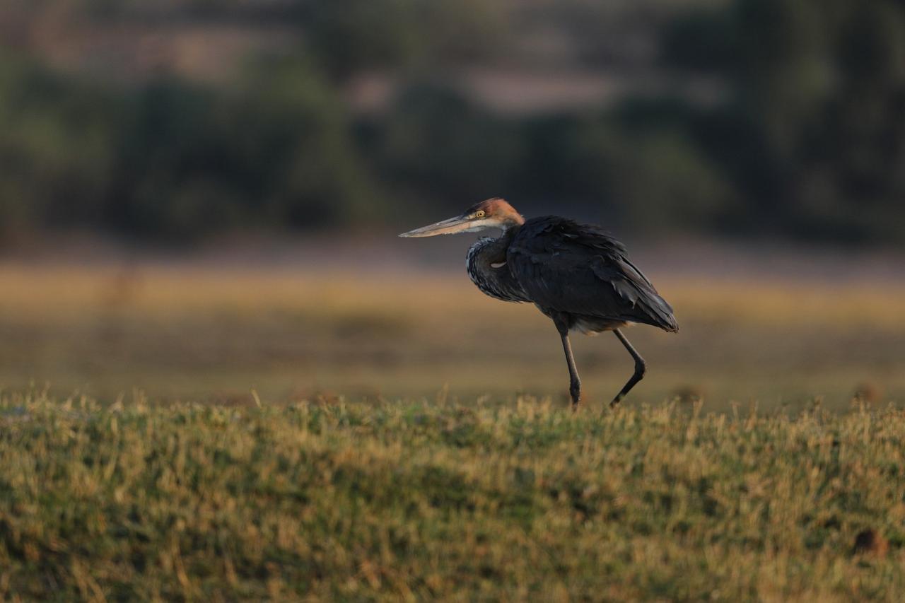 Goliath Heron, Botswana, Africa Safari, Naturalist Journeys, Wildlife Tour, Africa Wildlife