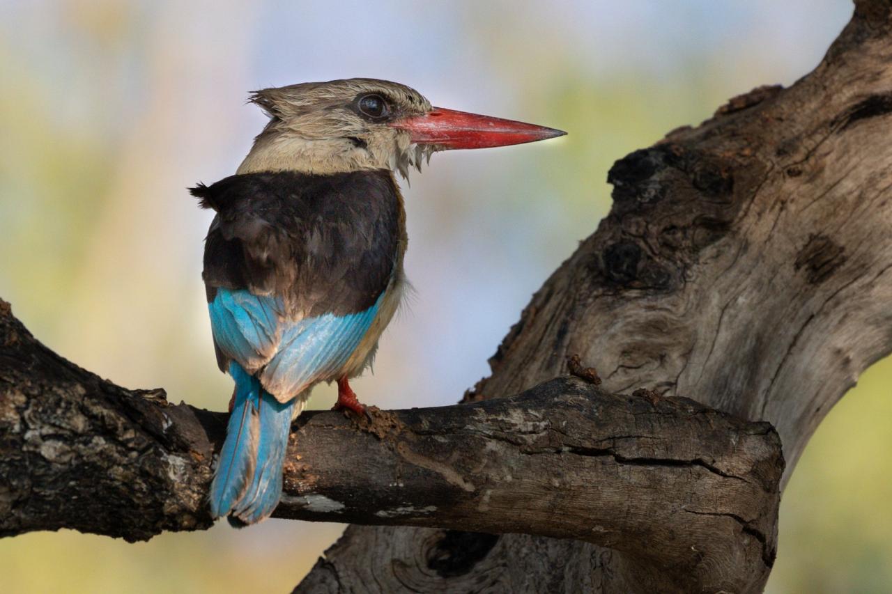 Brown-hooded Kingfisher, Okavango Delta, Botswana, African Safari, Botswana Safari, Naturalist Journeys
